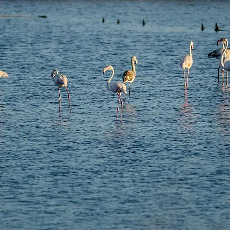 Buarcos Apartament *