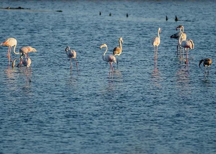 Buarcos Апартаменты *